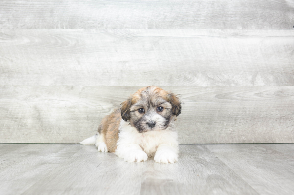 Best Havanese Baby