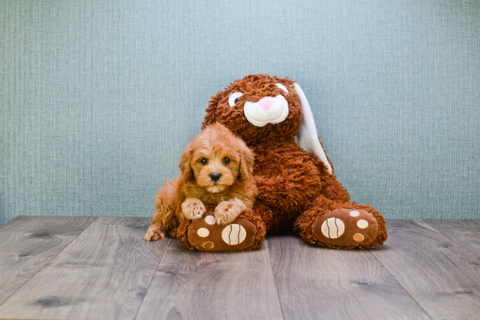 Fluffy Cavapoo Poodle Mix Pup