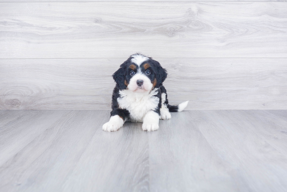 Best Mini Bernedoodle Baby