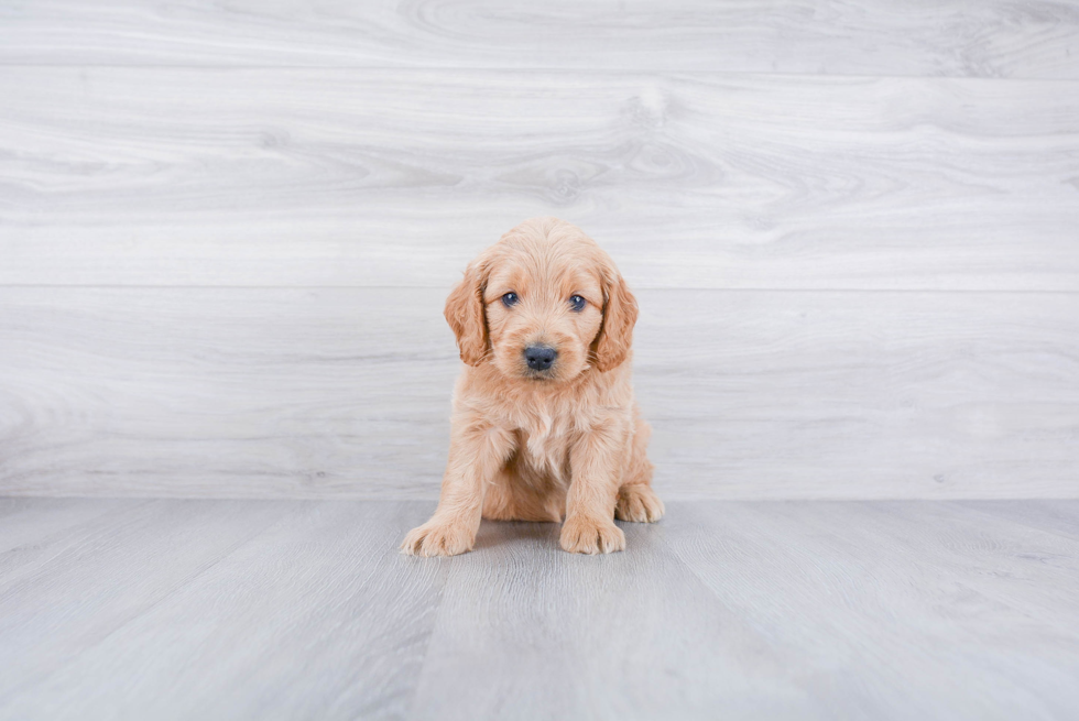 Small Mini Goldendoodle Baby