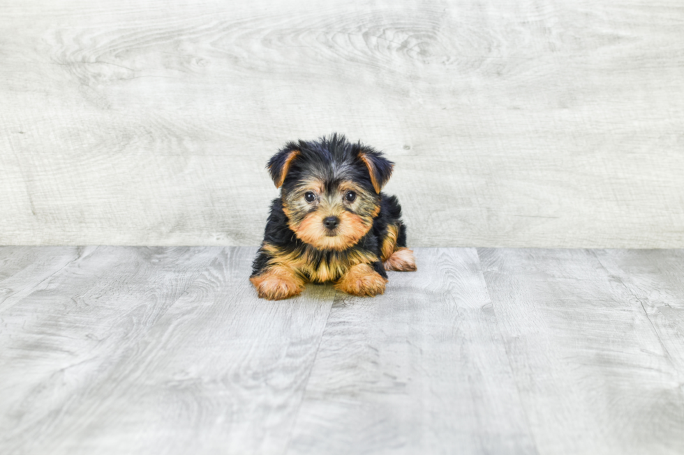 Meet Bella - our Yorkshire Terrier Puppy Photo 