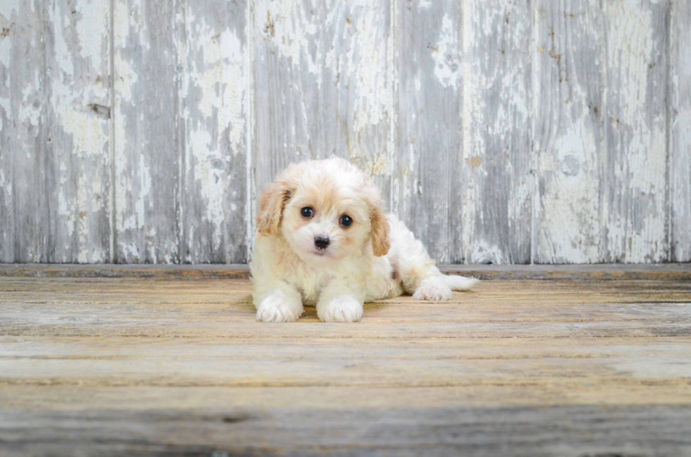 Funny Cavachon Designer Pup