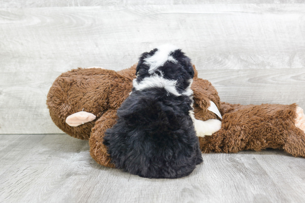 Smart Mini Bernedoodle Poodle Mix Pup