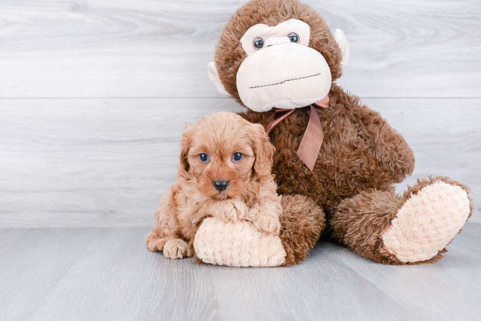 Funny Cavapoo Poodle Mix Pup