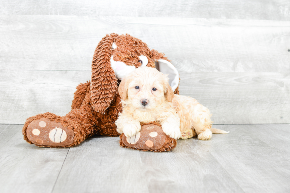 Friendly Teddy Bear Baby