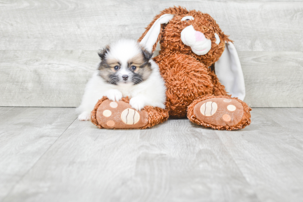 Playful Pomeranian Baby