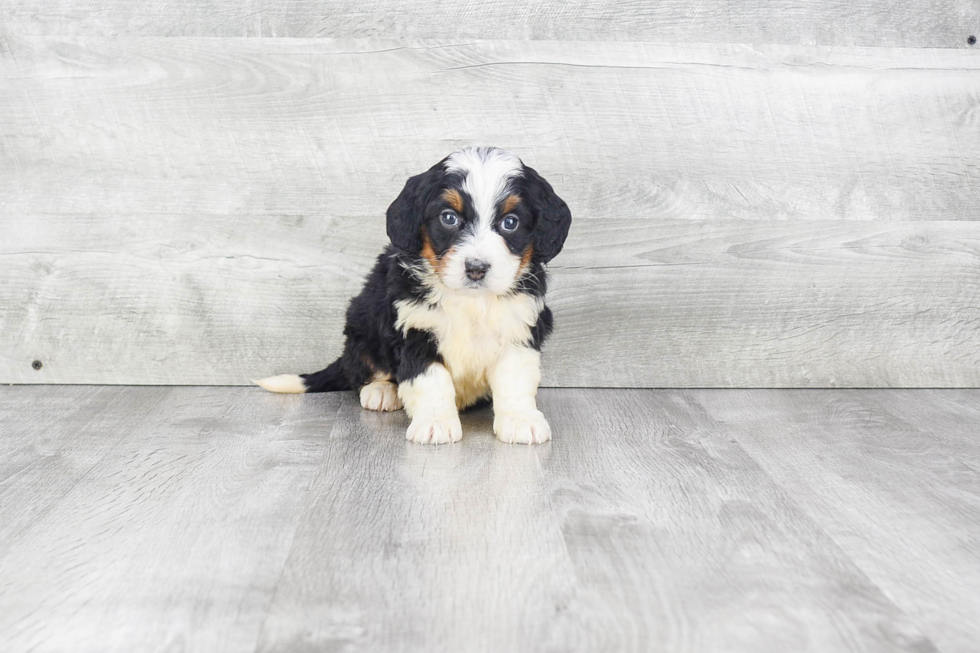 Mini Bernedoodle Pup Being Cute