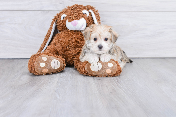 Small Morkie Baby