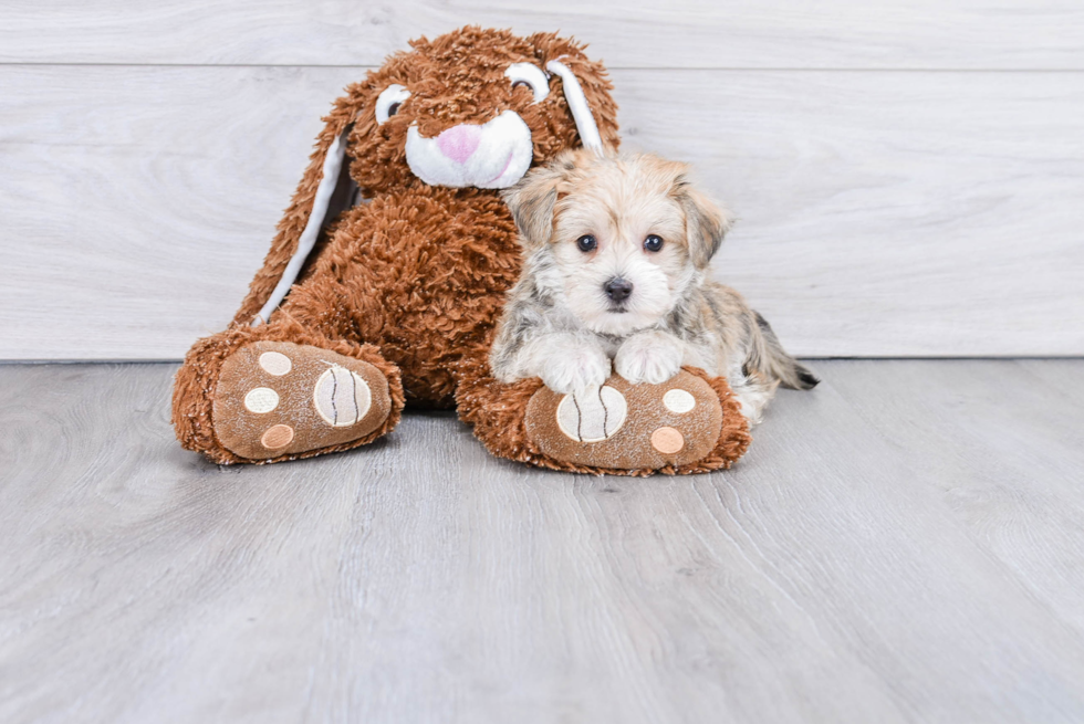Small Morkie Baby
