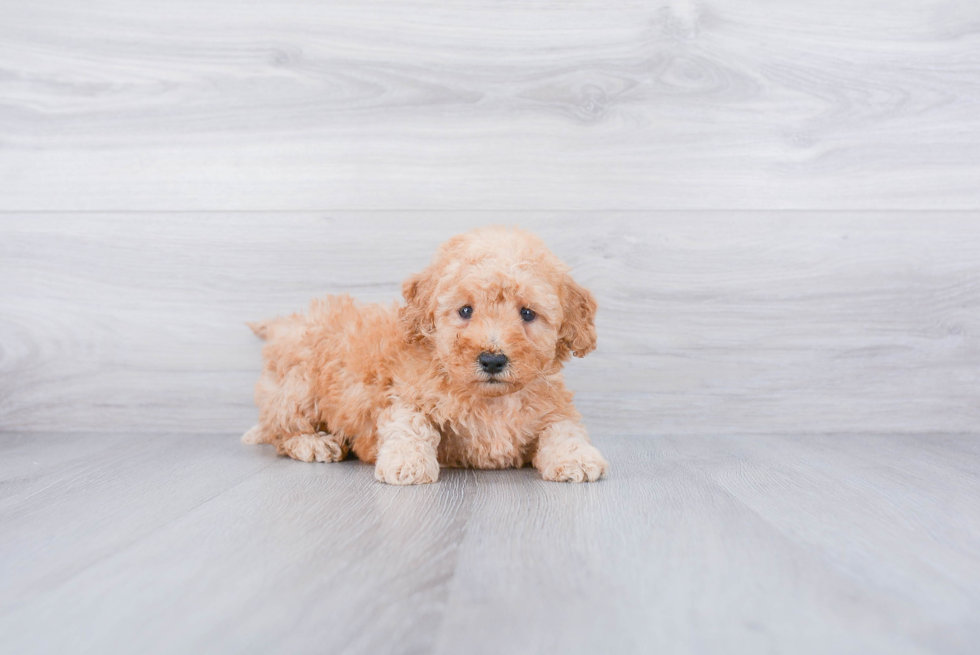 Best Mini Goldendoodle Baby