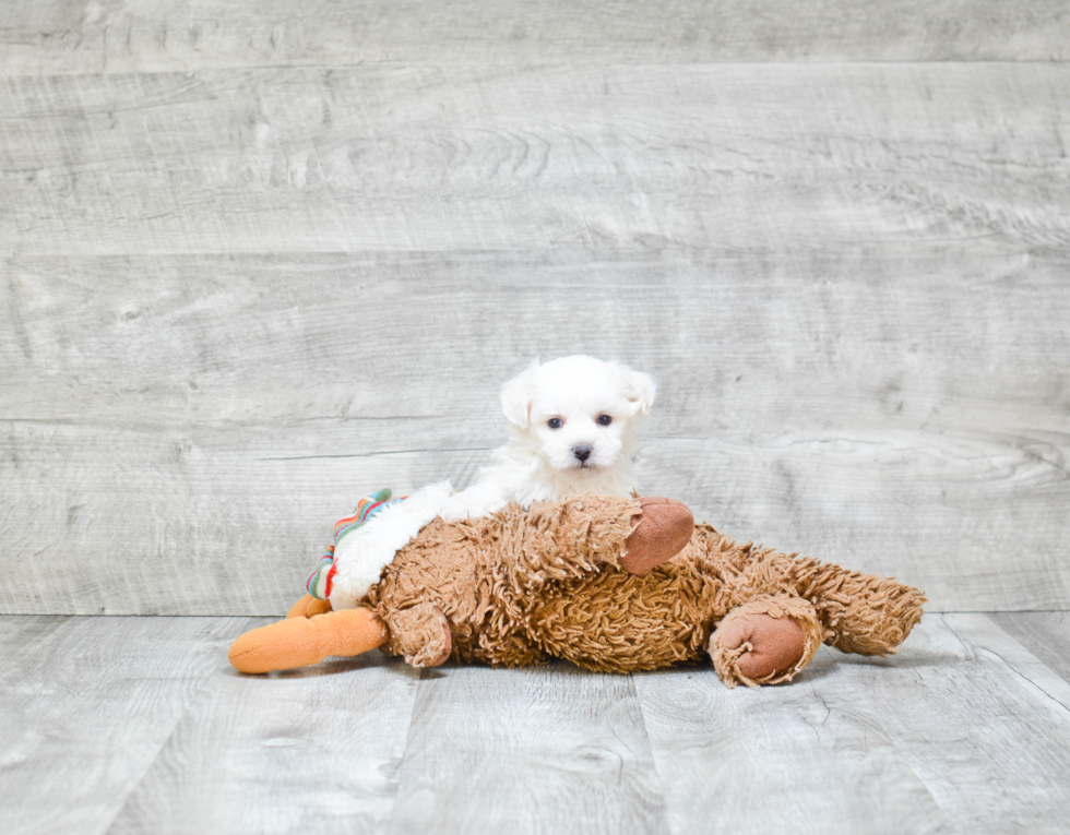 Teddy Bear Pup Being Cute