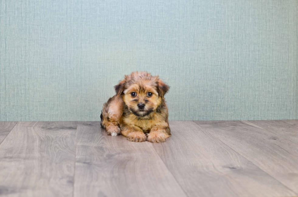 Hypoallergenic Yorkie Designer Puppy