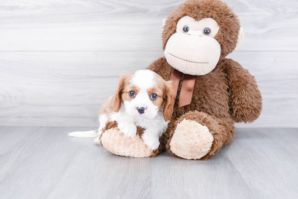 Best Cavalier King Charles Spaniel Baby