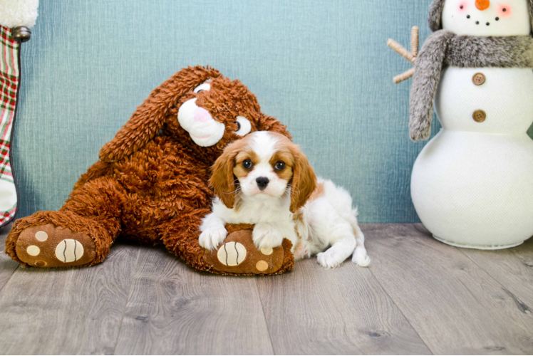 Popular Cavalier King Charles Spaniel Purebred Pup