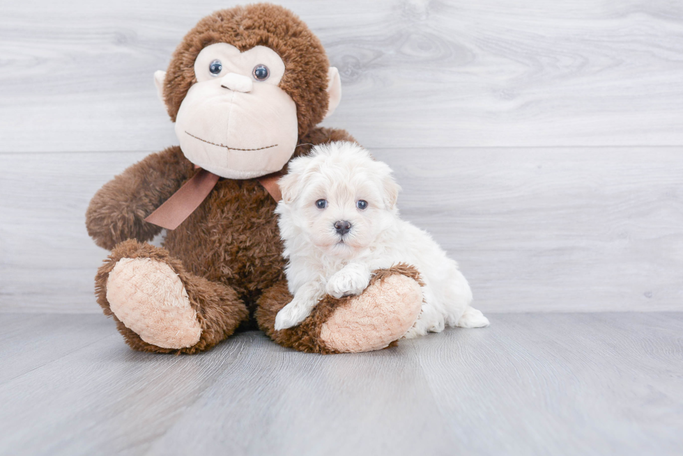 Hypoallergenic Maltepoo Poodle Mix Puppy