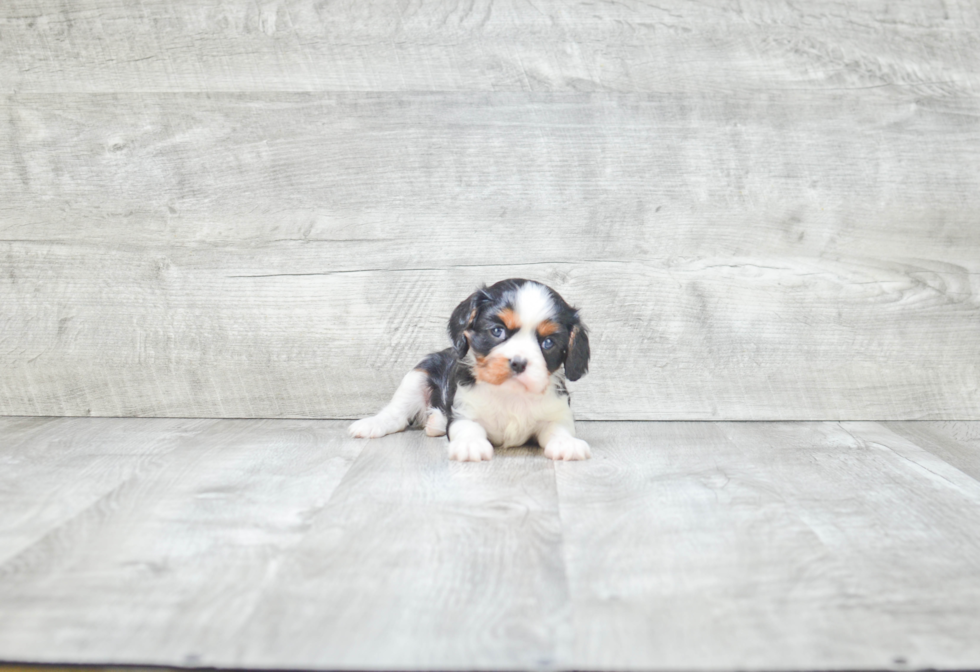 Cavalier King Charles Spaniel Pup Being Cute