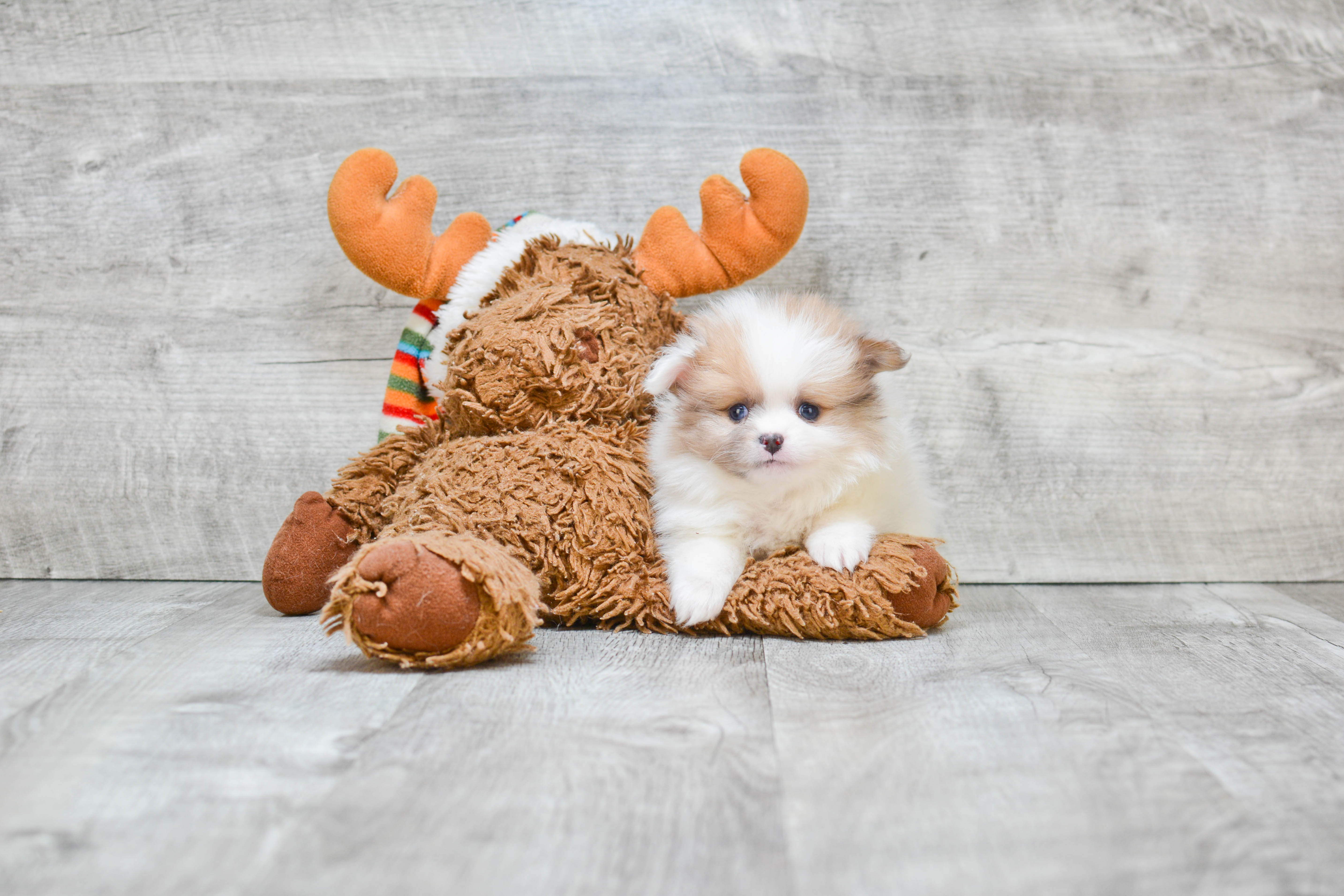 Pomeranian Puppy for Adoption