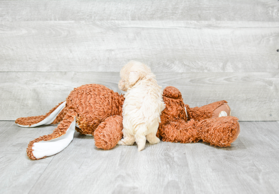 Maltipoo Pup Being Cute