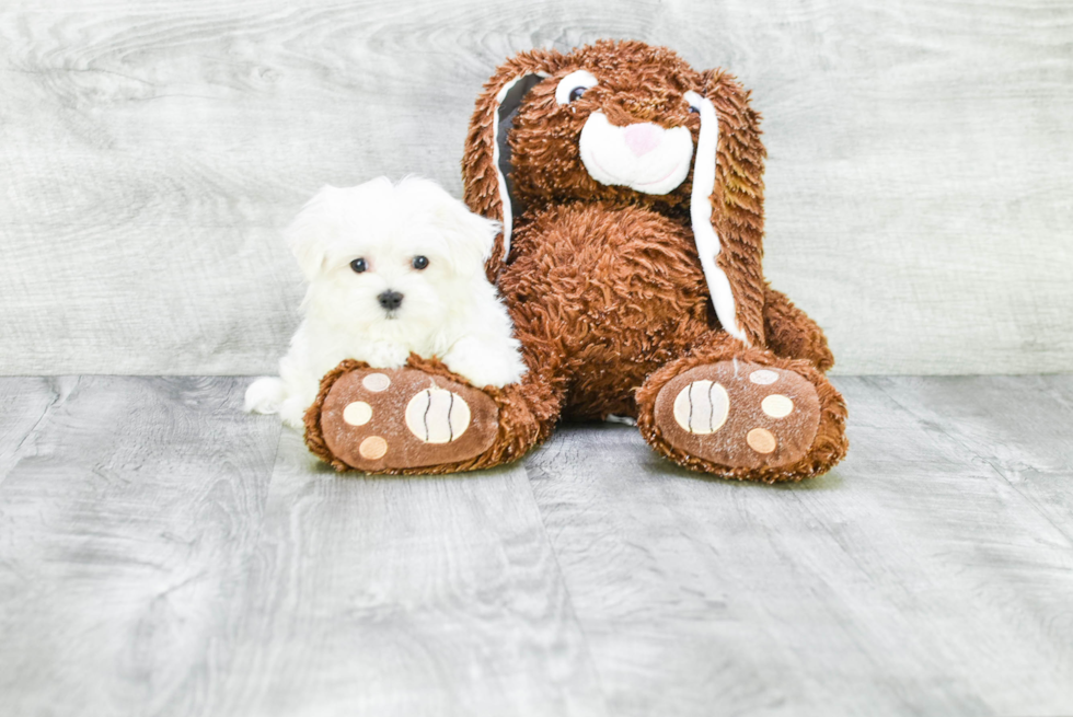 Friendly Maltese Purebred Pup