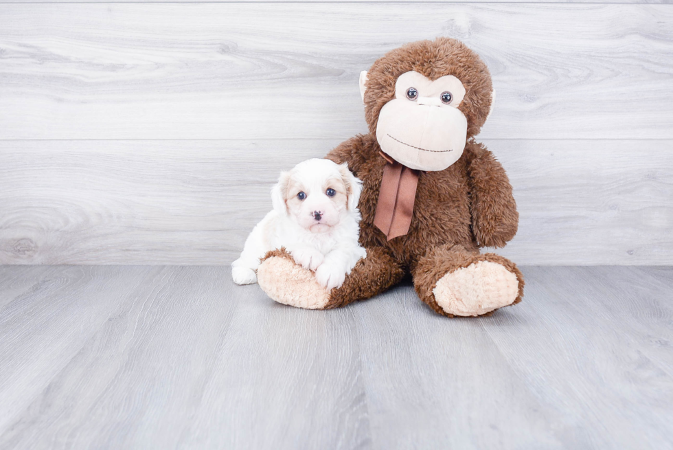 Cavachon Pup Being Cute