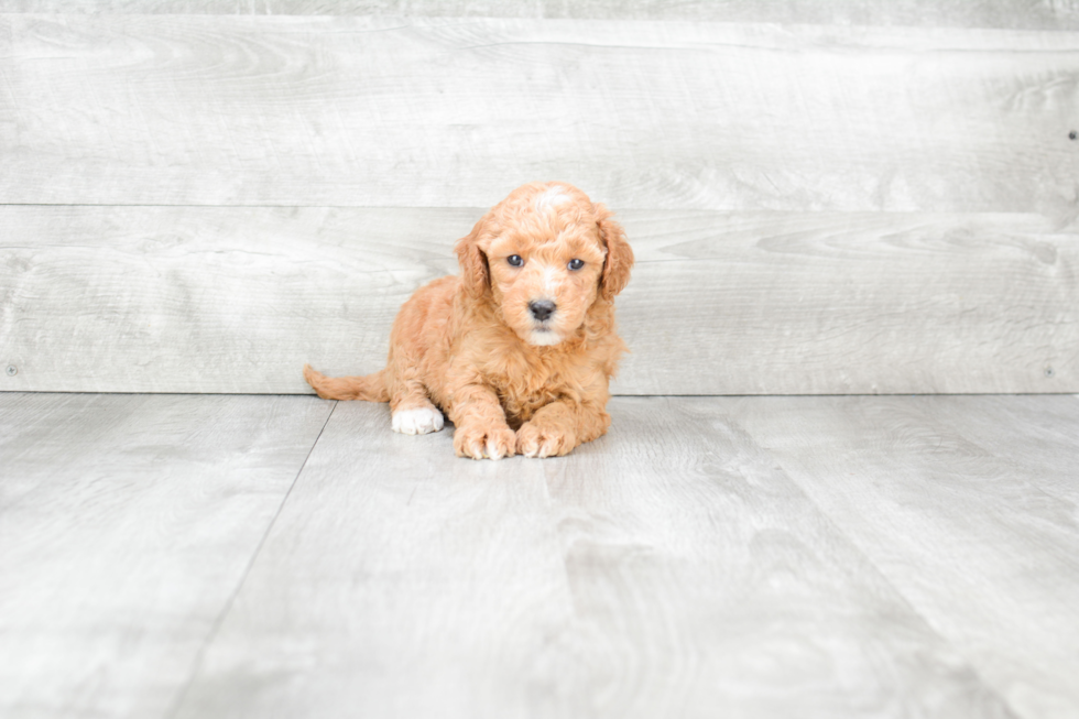 Mini Goldendoodle Pup Being Cute