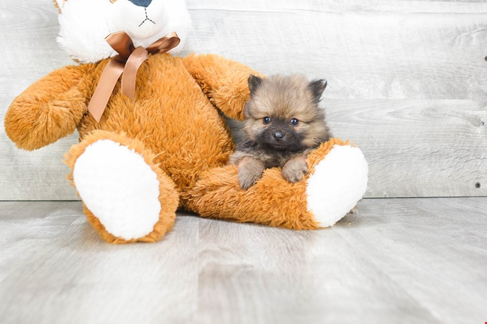 Funny Pomeranian Baby