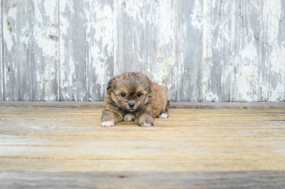 Cute Teddy Bear Baby