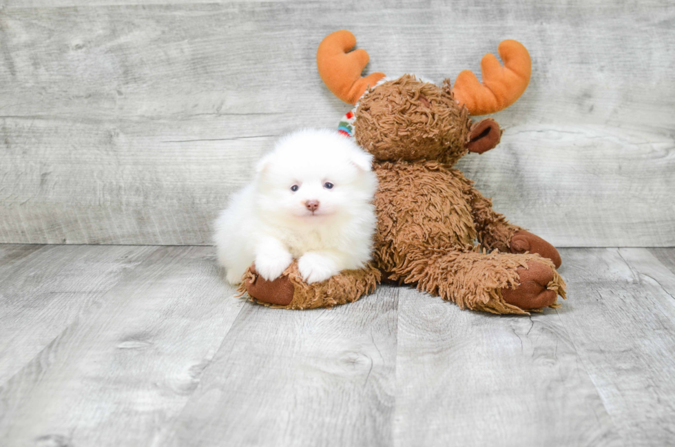 Akc Registered Pomeranian Baby