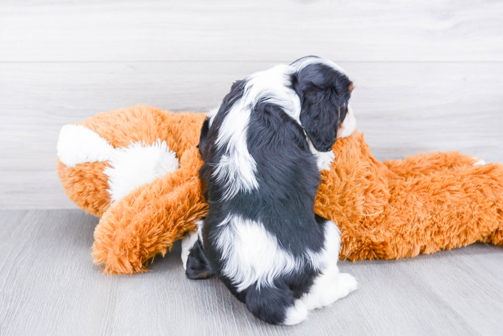 Best Cavalier King Charles Spaniel Baby