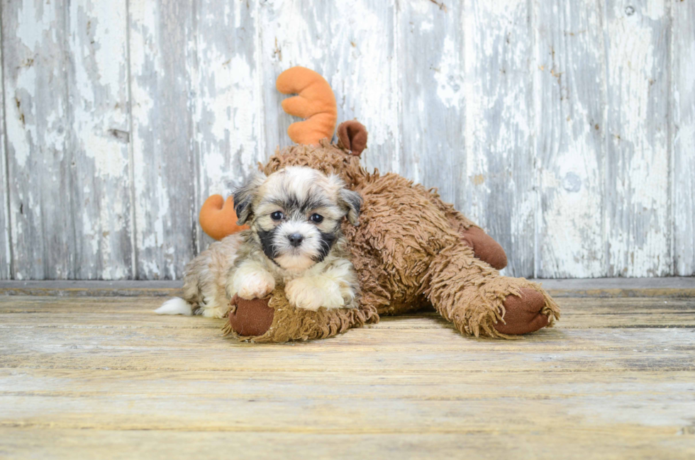 Teddy Bear Pup Being Cute