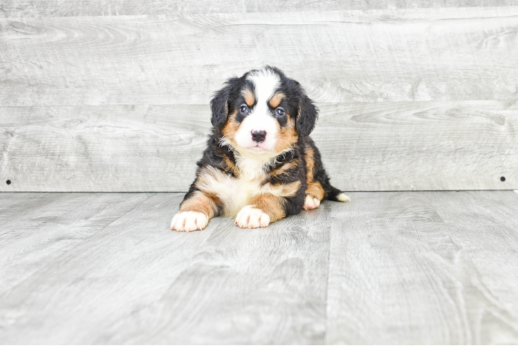 Smart Mini Bernedoodle Poodle Mix Pup