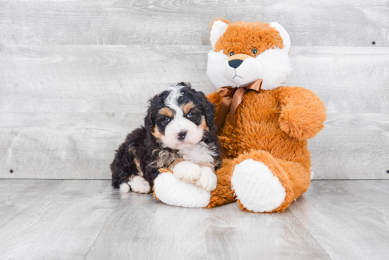 Happy Mini Bernedoodle Baby