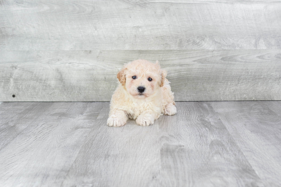 Maltipoo Puppy for Adoption