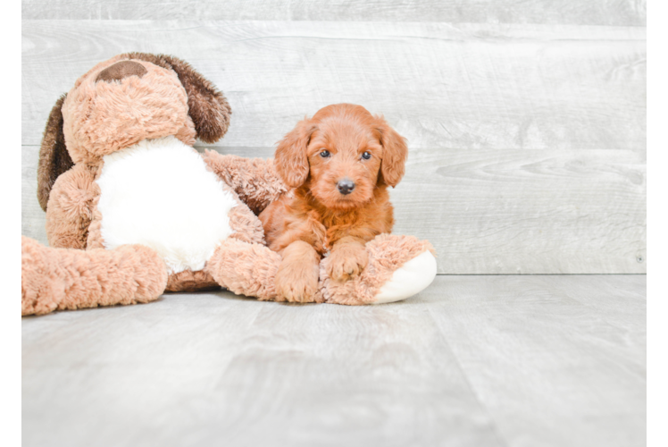 Friendly Mini Goldendoodle Baby