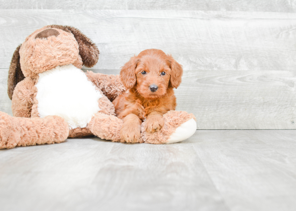 Friendly Mini Goldendoodle Baby