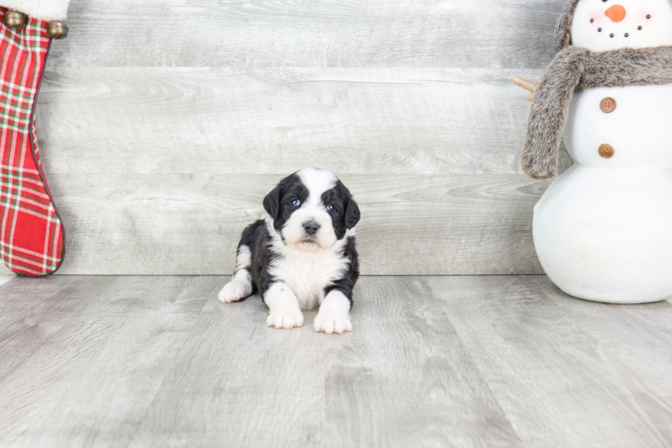 Adorable Bernadoodle Poodle Mix Puppy