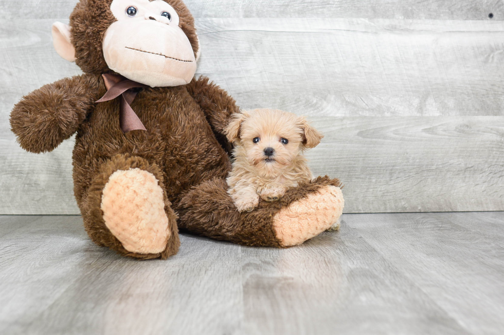 Adorable Maltepoo Poodle Mix Puppy