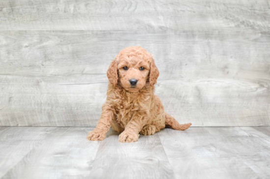 Friendly Mini Goldendoodle Baby