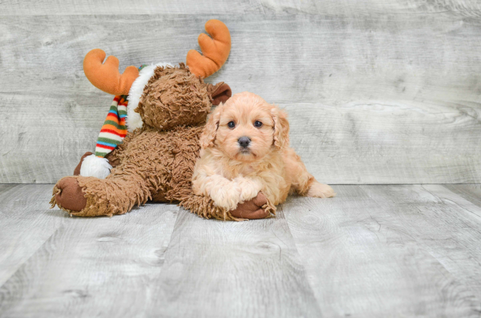 Funny Cavapoo Poodle Mix Pup