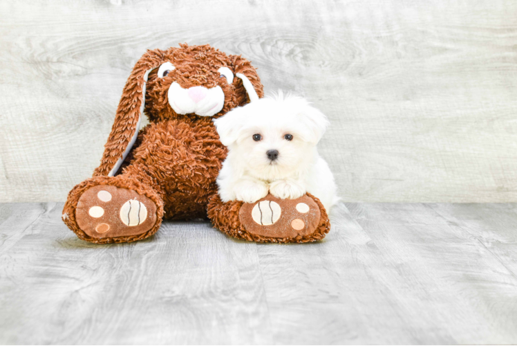 Happy Maltese Purebred Puppy