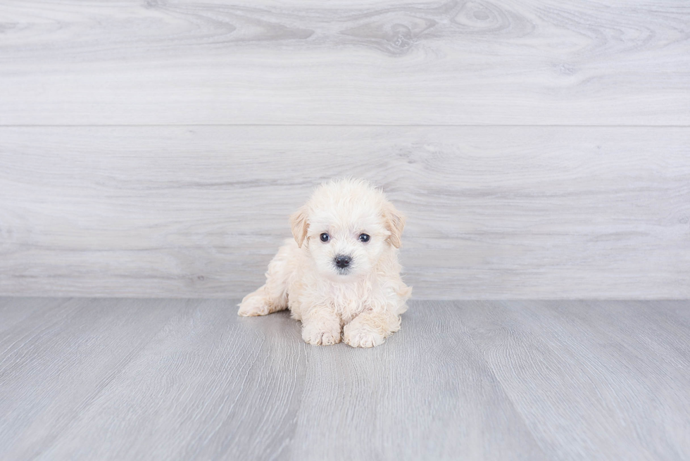 Fluffy Maltipoo Poodle Mix Pup