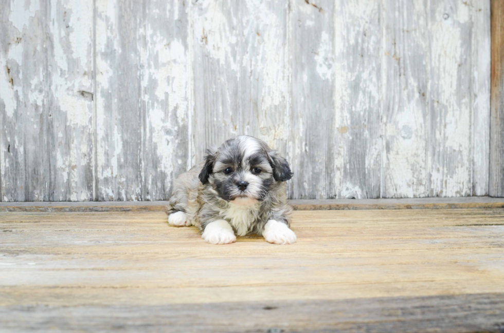 Teddy Bear Pup Being Cute