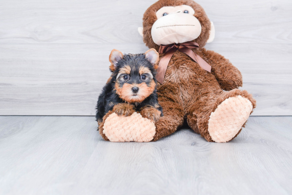 Meet Capone - our Yorkshire Terrier Puppy Photo 