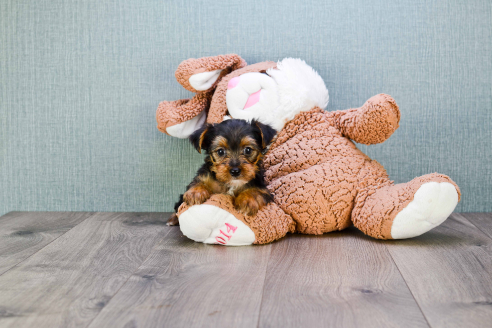 Meet Wayne - our Yorkshire Terrier Puppy Photo 