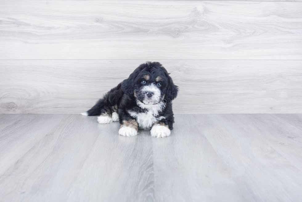 Playful Bernadoodle Poodle Mix Puppy