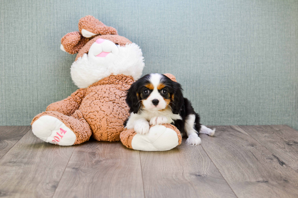 Cavalier King Charles Spaniel Pup Being Cute