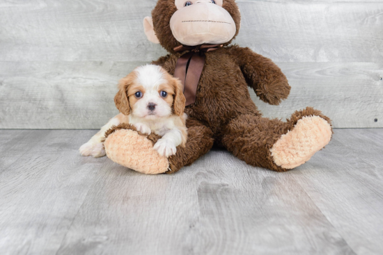 Akc Registered Cavalier King Charles Spaniel Baby