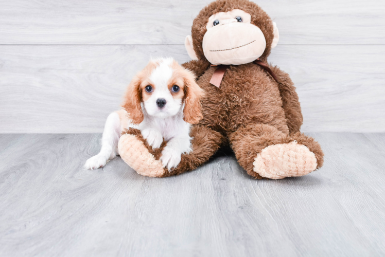 Cavalier King Charles Spaniel Pup Being Cute