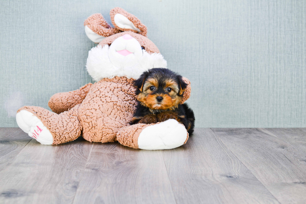 Meet Bronze - our Yorkshire Terrier Puppy Photo 