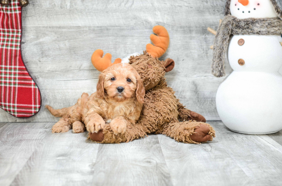 Cavapoo Pup Being Cute